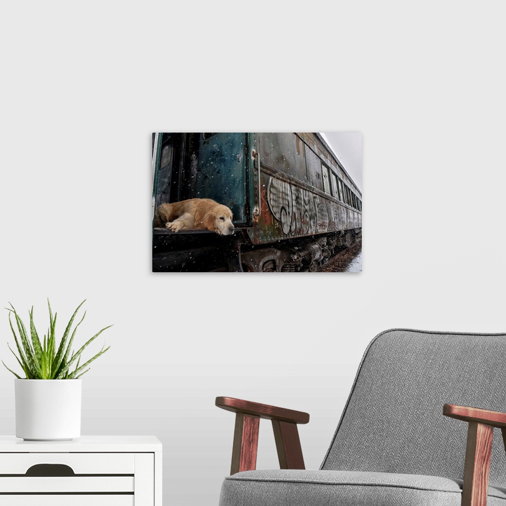A modern room featuring A Golden Retriever laying down in the door of a box car with graffiti on the side.