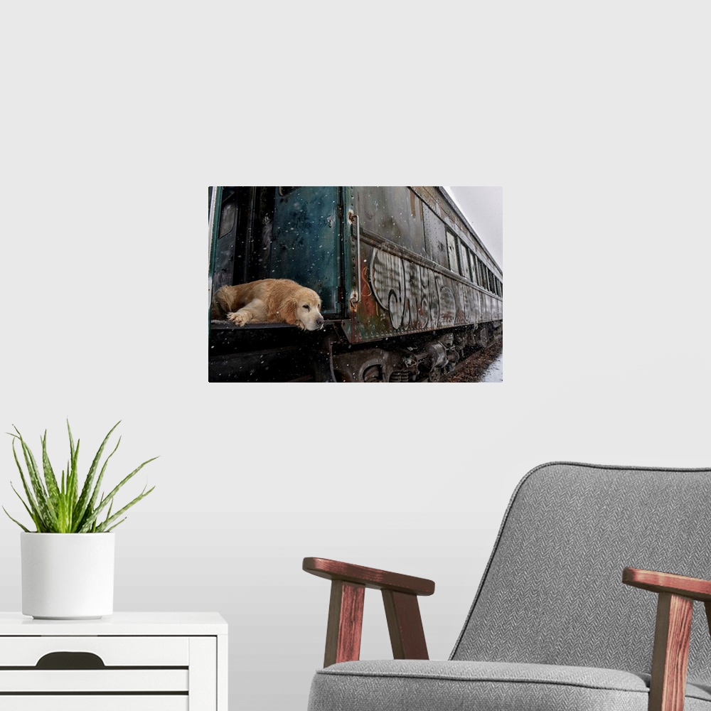 A modern room featuring A Golden Retriever laying down in the door of a box car with graffiti on the side.