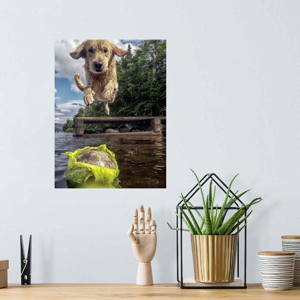 A bohemian room featuring A retriever jumping into a lake after a chewed up tennis ball.