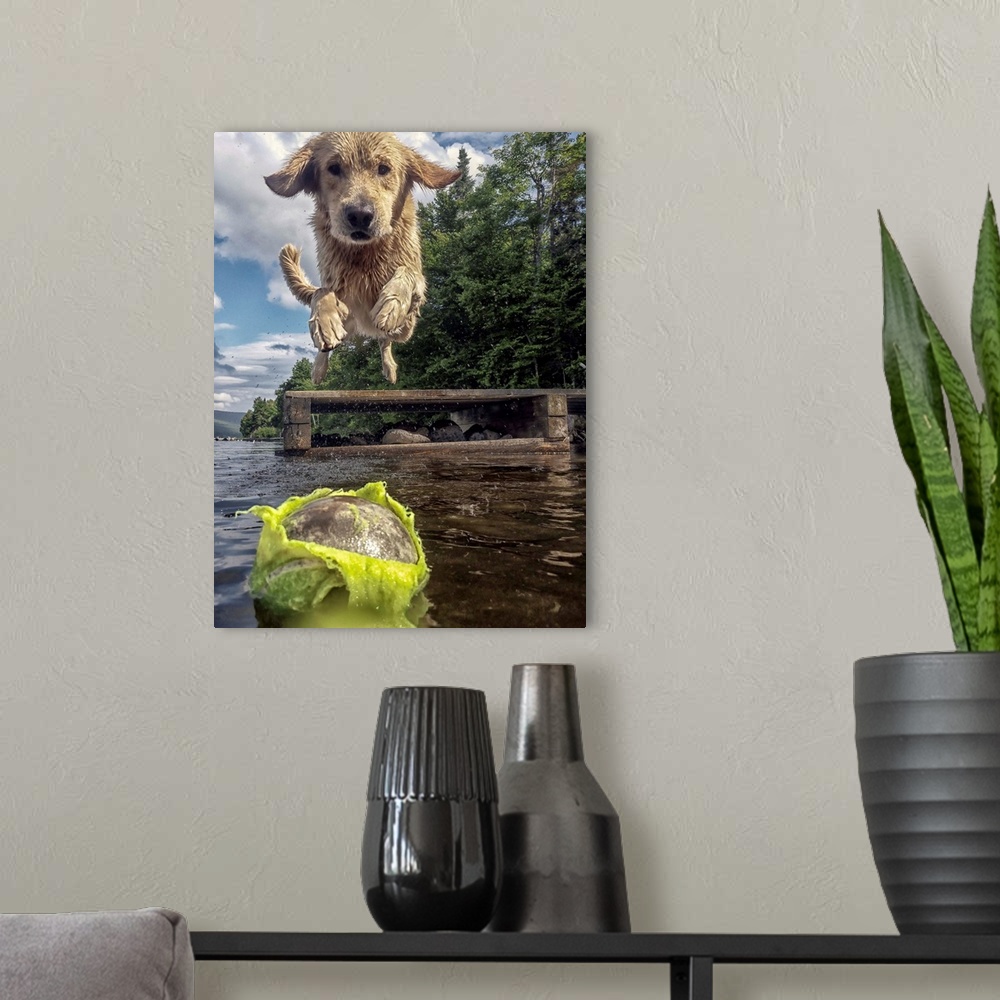 A modern room featuring A retriever jumping into a lake after a chewed up tennis ball.