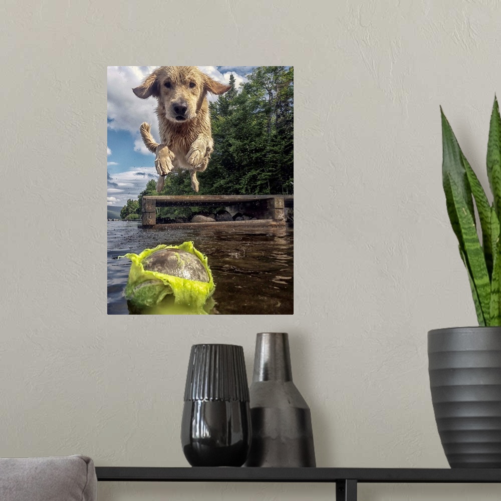 A modern room featuring A retriever jumping into a lake after a chewed up tennis ball.
