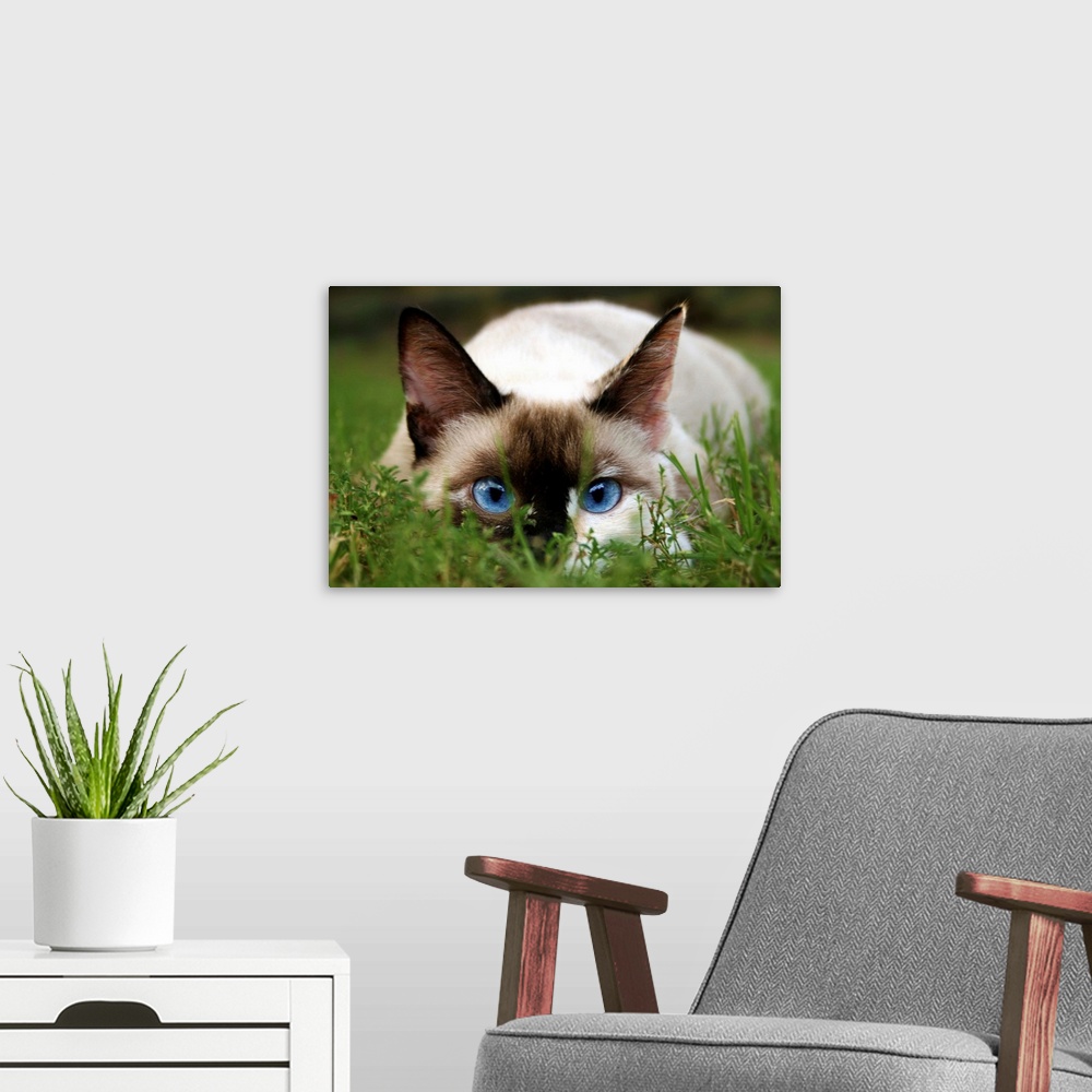 A modern room featuring A cute cat hides in the grass.