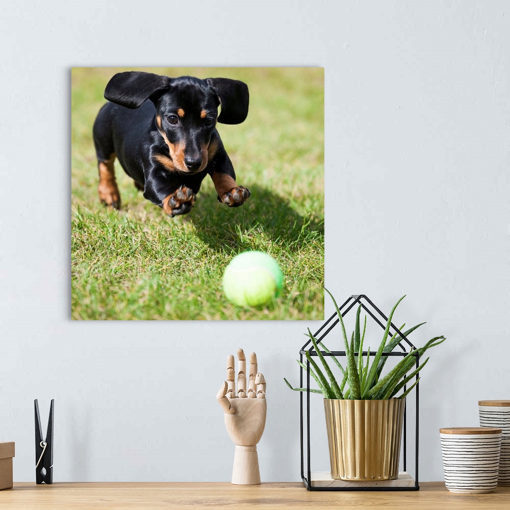 A bohemian room featuring A black dachshund chases after a tennis ball.