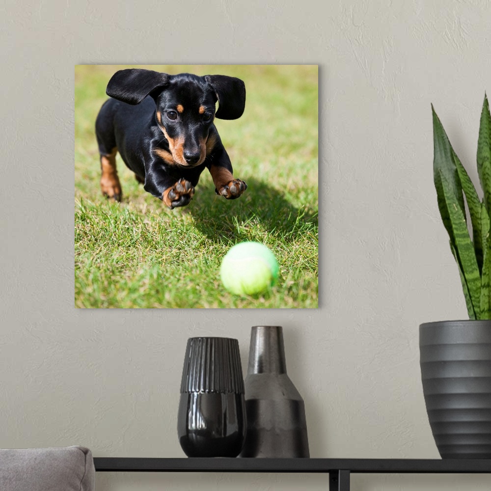 A modern room featuring A black dachshund chases after a tennis ball.