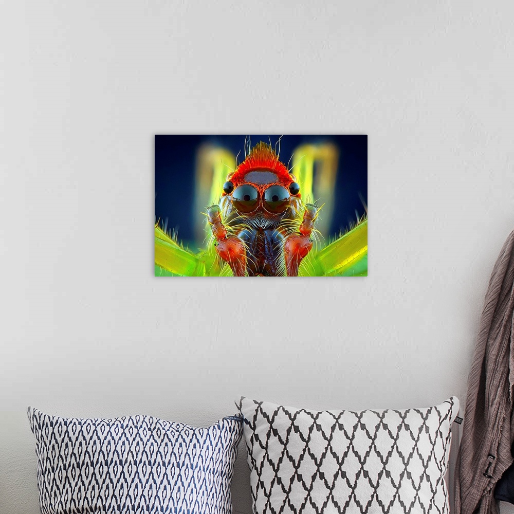 A bohemian room featuring Macro image of a colorful spider, with its large eyes visible.