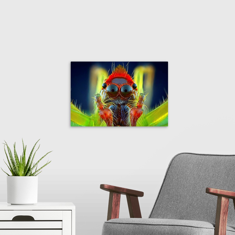 A modern room featuring Macro image of a colorful spider, with its large eyes visible.
