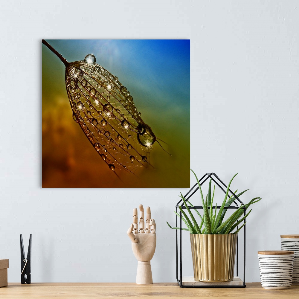 A bohemian room featuring Large dew drops on dandelion seeds.
