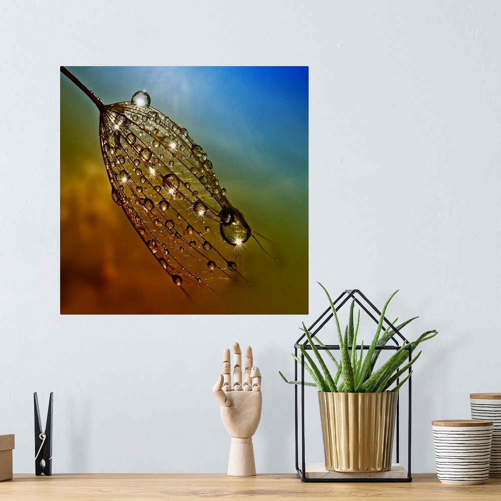A bohemian room featuring Large dew drops on dandelion seeds.