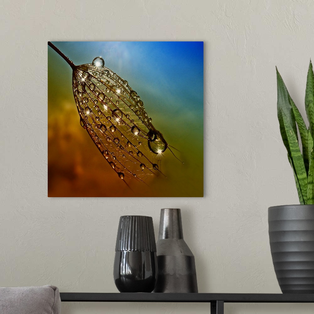 A modern room featuring Large dew drops on dandelion seeds.