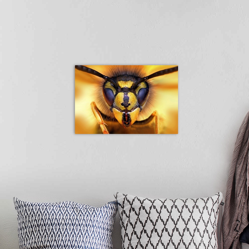 A bohemian room featuring Macro image of the face of a wasp.