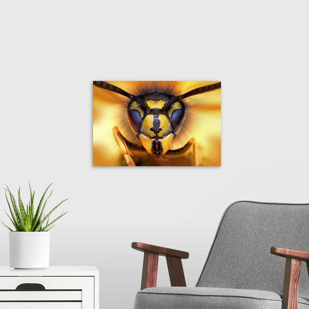 A modern room featuring Macro image of the face of a wasp.