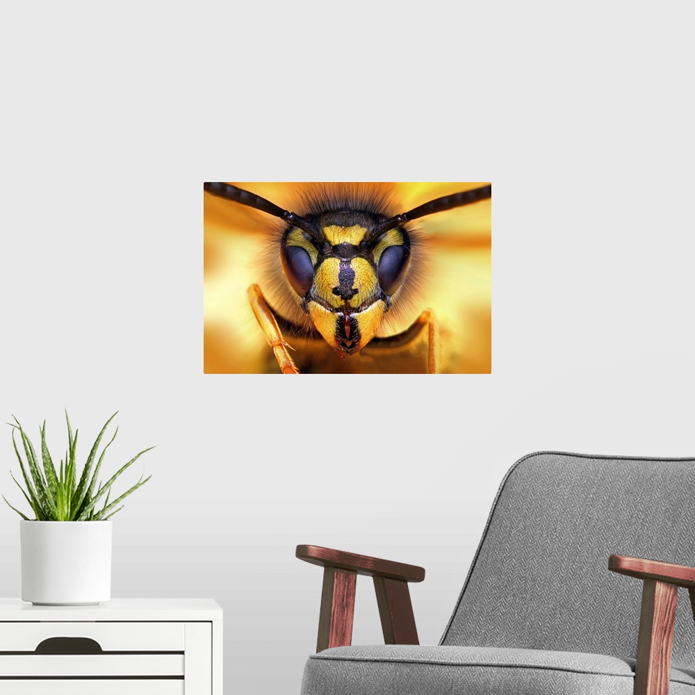 A modern room featuring Macro image of the face of a wasp.