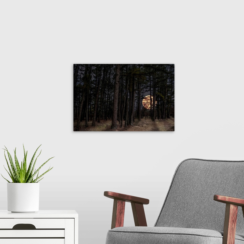 A modern room featuring Moon peers through forest trees at Sequoyah State Park in Oklahoma.