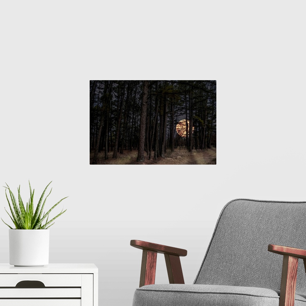 A modern room featuring Moon peers through forest trees at Sequoyah State Park in Oklahoma.