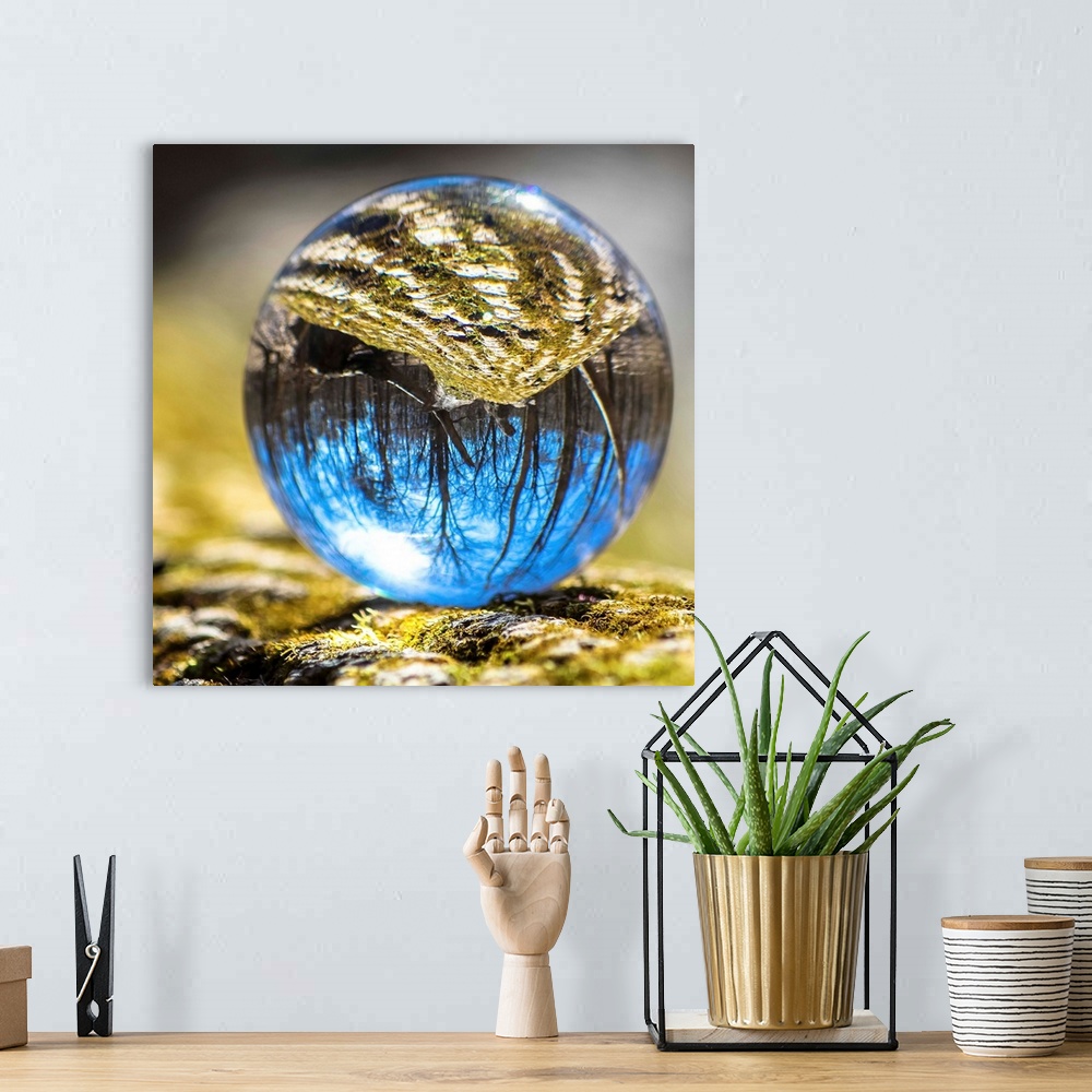 A bohemian room featuring Crystal ball with the reflection of a mossy tree