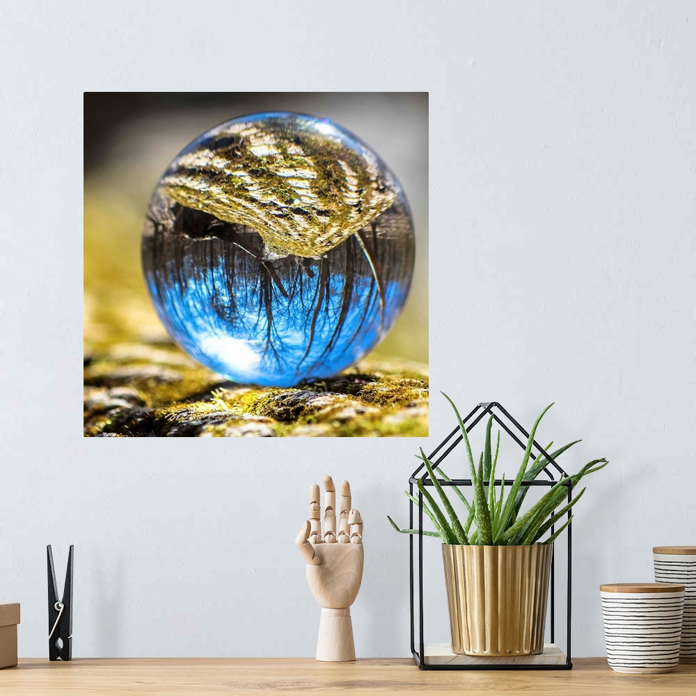 A bohemian room featuring Crystal ball with the reflection of a mossy tree