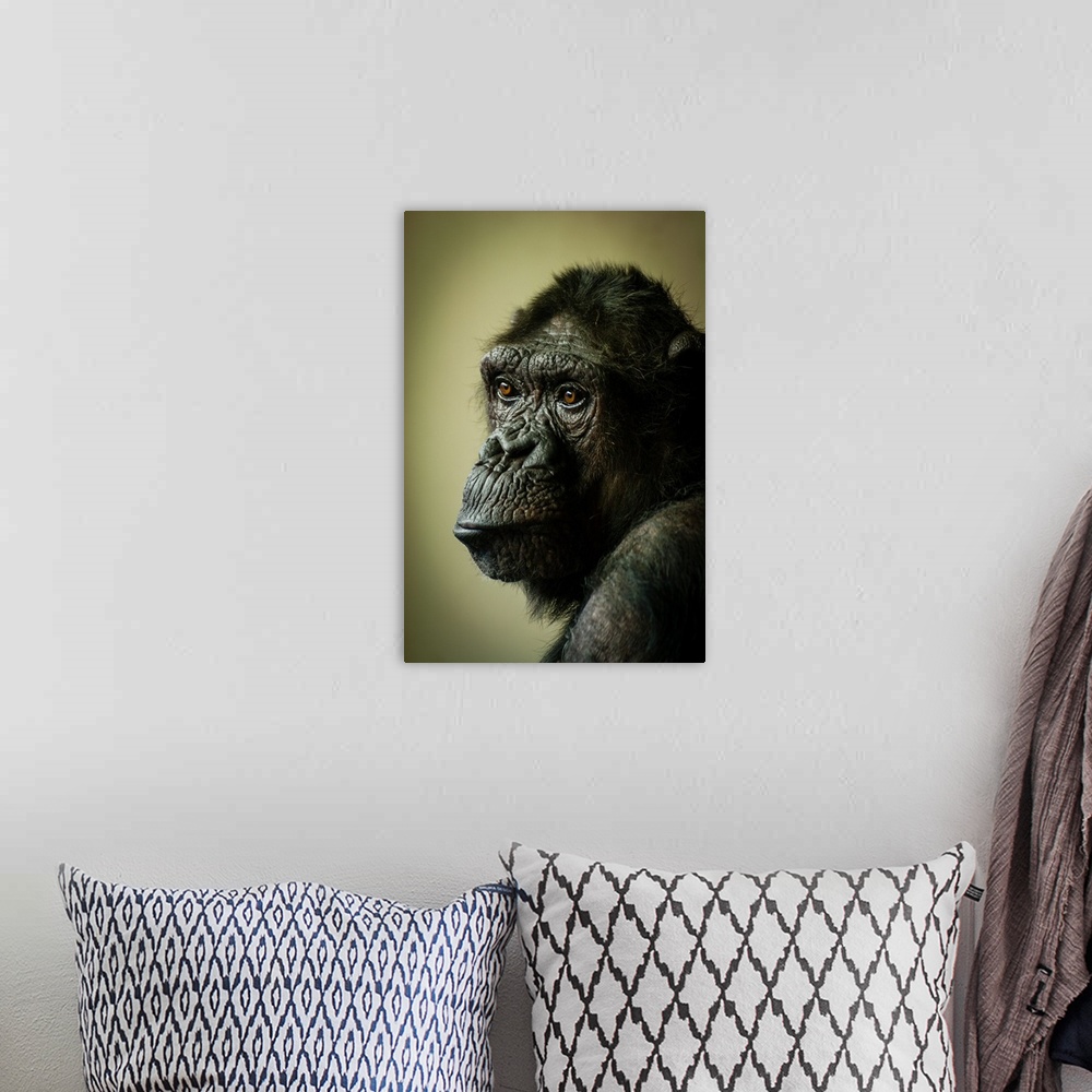 A bohemian room featuring Portrait of a female chimpanzee with a sad expression.