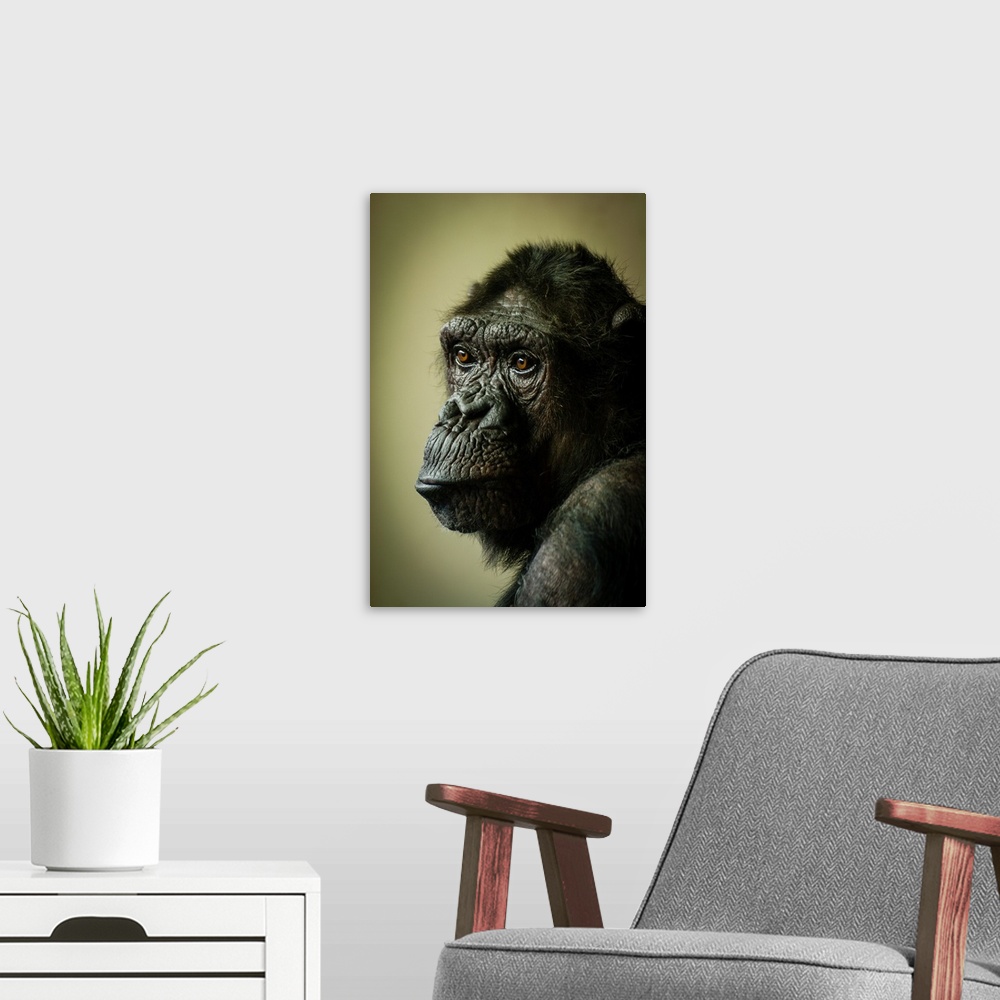 A modern room featuring Portrait of a female chimpanzee with a sad expression.