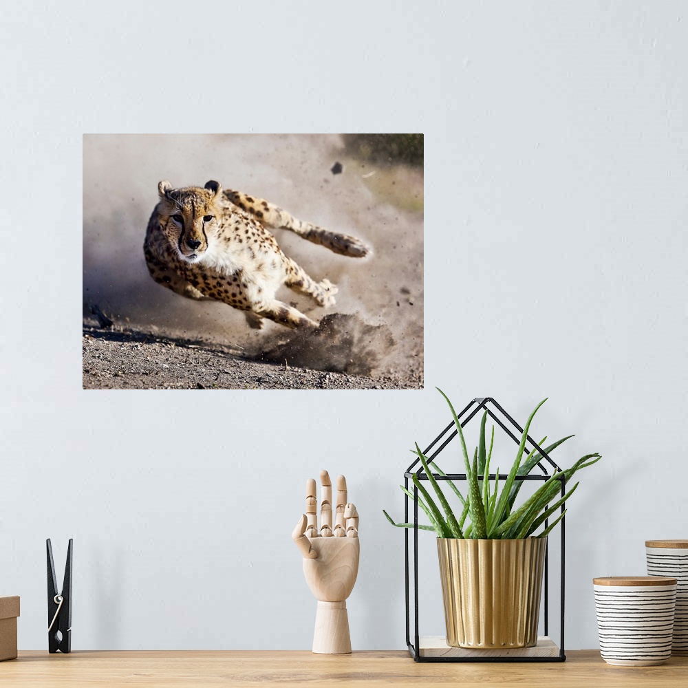 A bohemian room featuring A running cheetah at full speed, leaning into a curve.