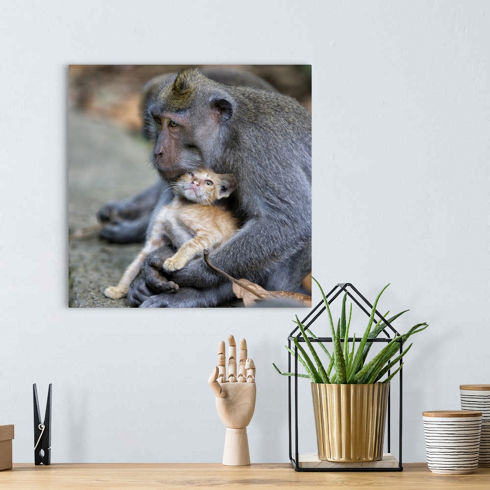 A bohemian room featuring Portrait of a monkey holding a kitten as if it were a baby.