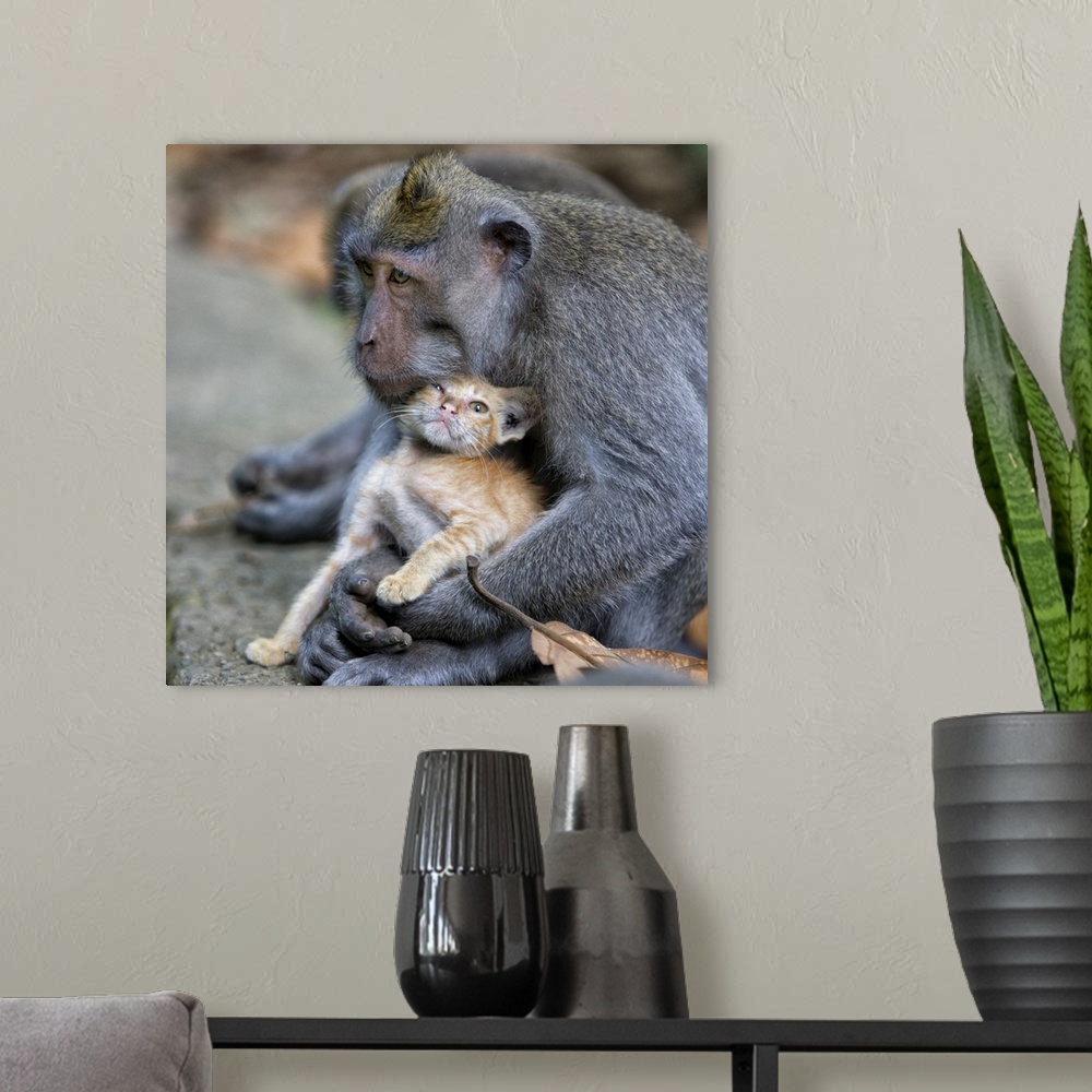A modern room featuring Portrait of a monkey holding a kitten as if it were a baby.