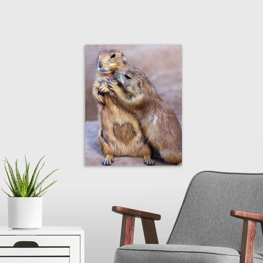 A modern room featuring Prairie Dogs showing each other some affection.