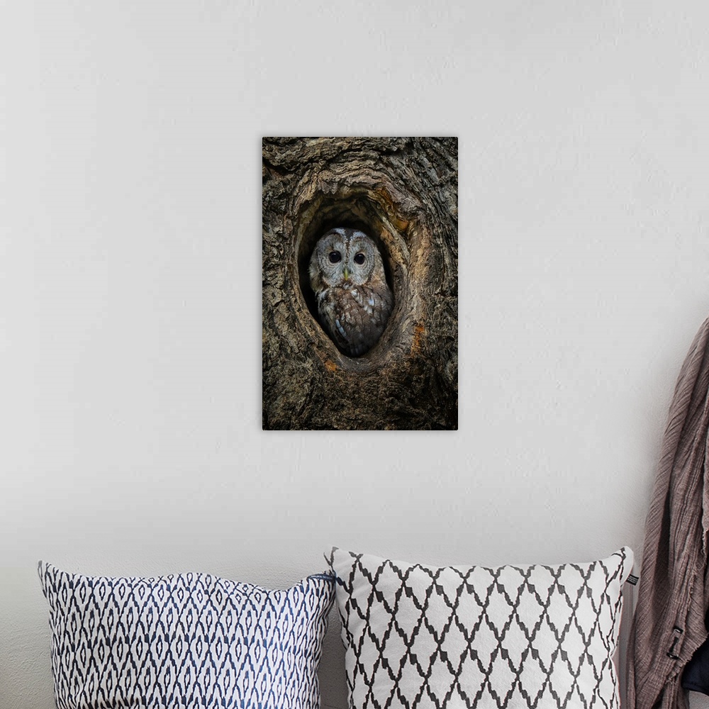 A bohemian room featuring Portrait of an owl in hole in a tree.