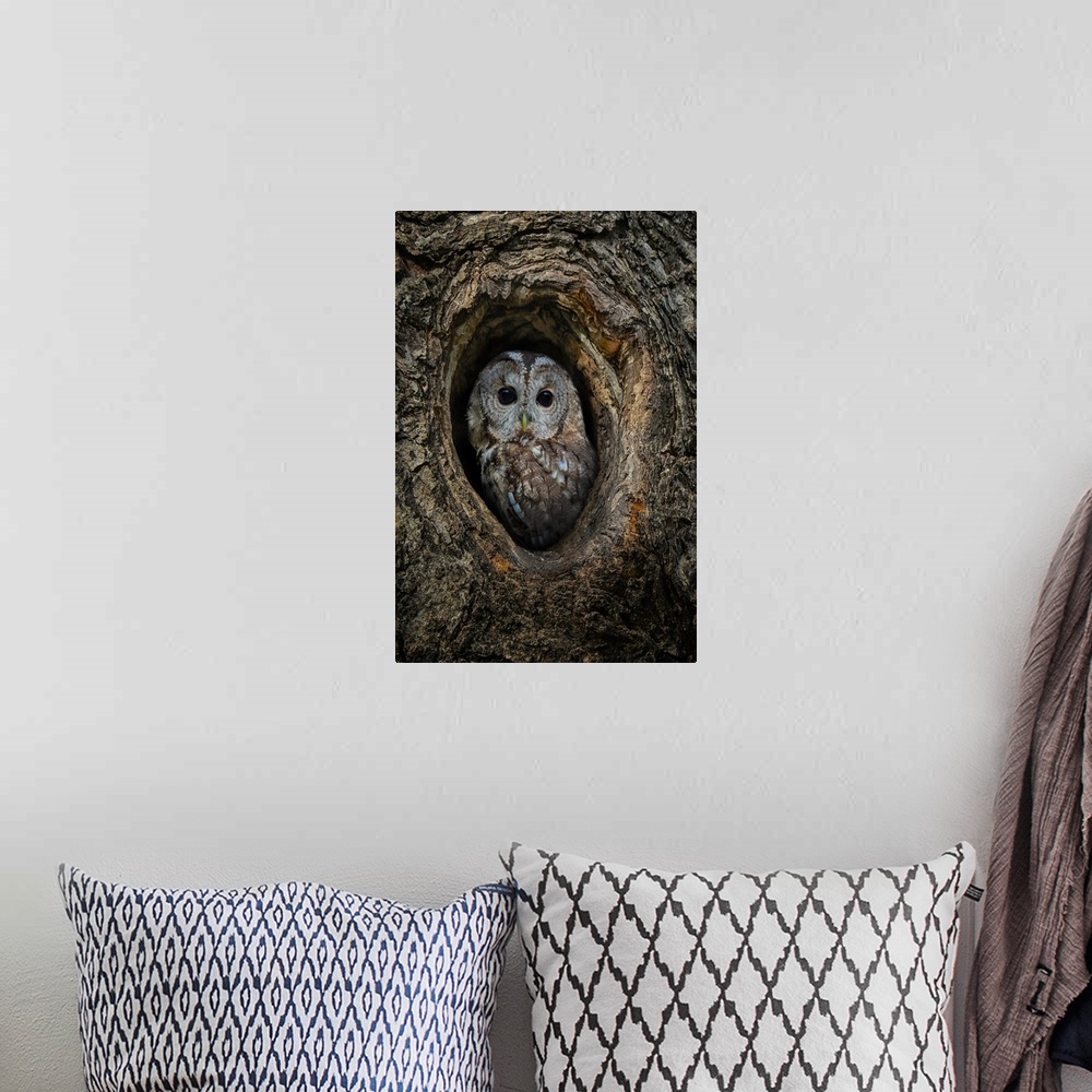 A bohemian room featuring Portrait of an owl in hole in a tree.