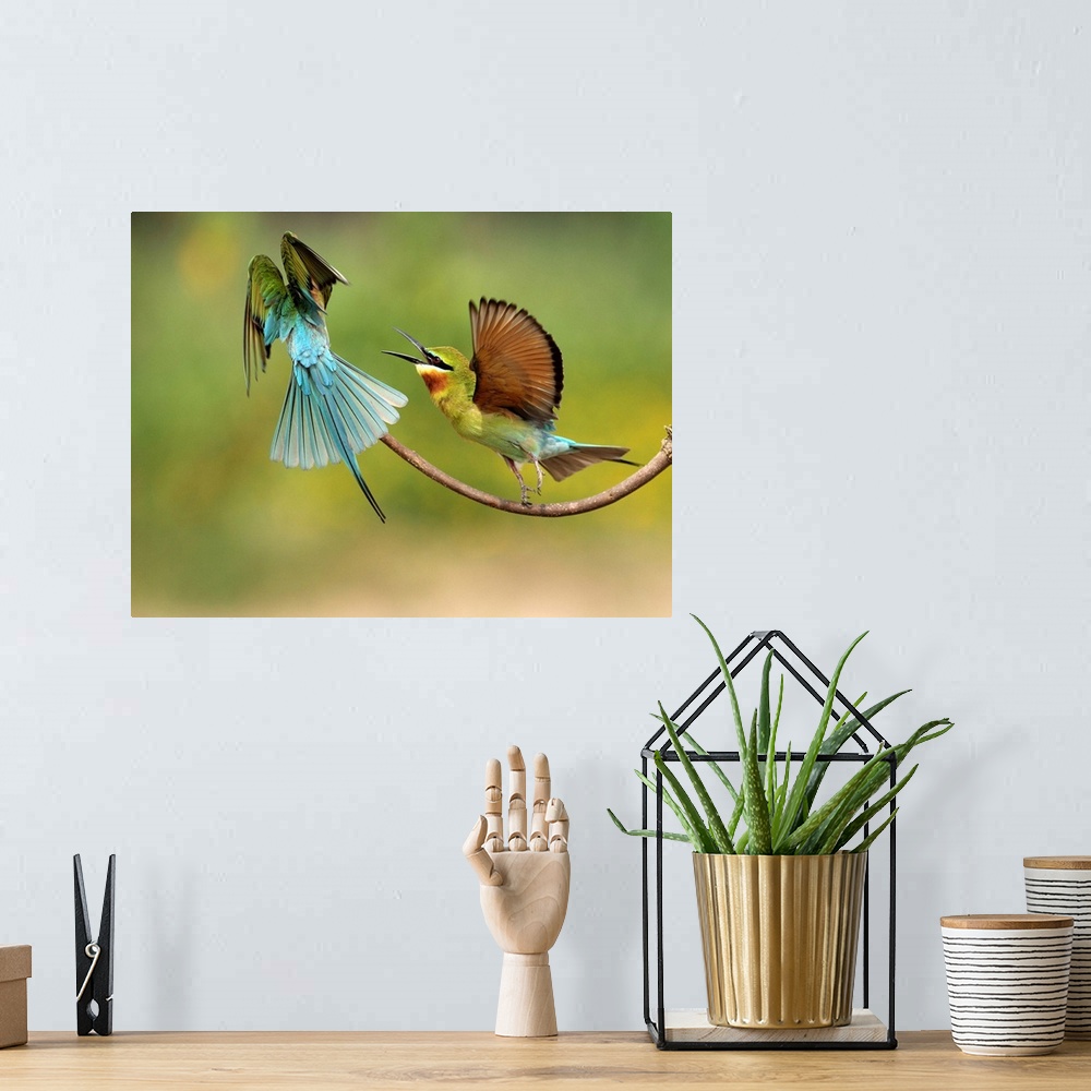 A bohemian room featuring A couple of Blue-tailed bee eaters having a territorial spat for their favorite branch.
