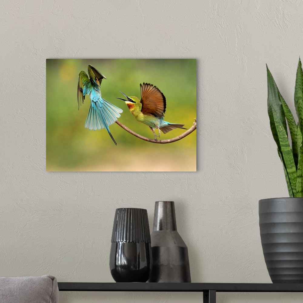 A modern room featuring A couple of Blue-tailed bee eaters having a territorial spat for their favorite branch.