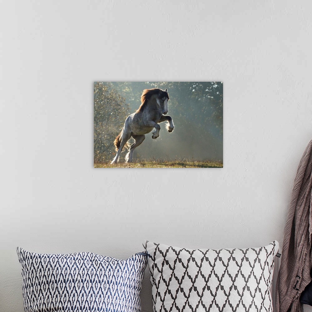 A bohemian room featuring A leaping horse in the misty sunlight.