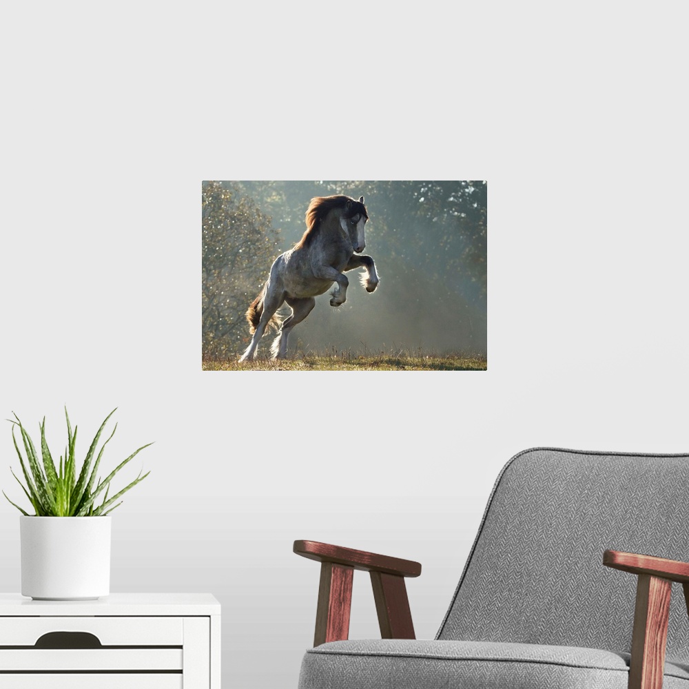 A modern room featuring A leaping horse in the misty sunlight.
