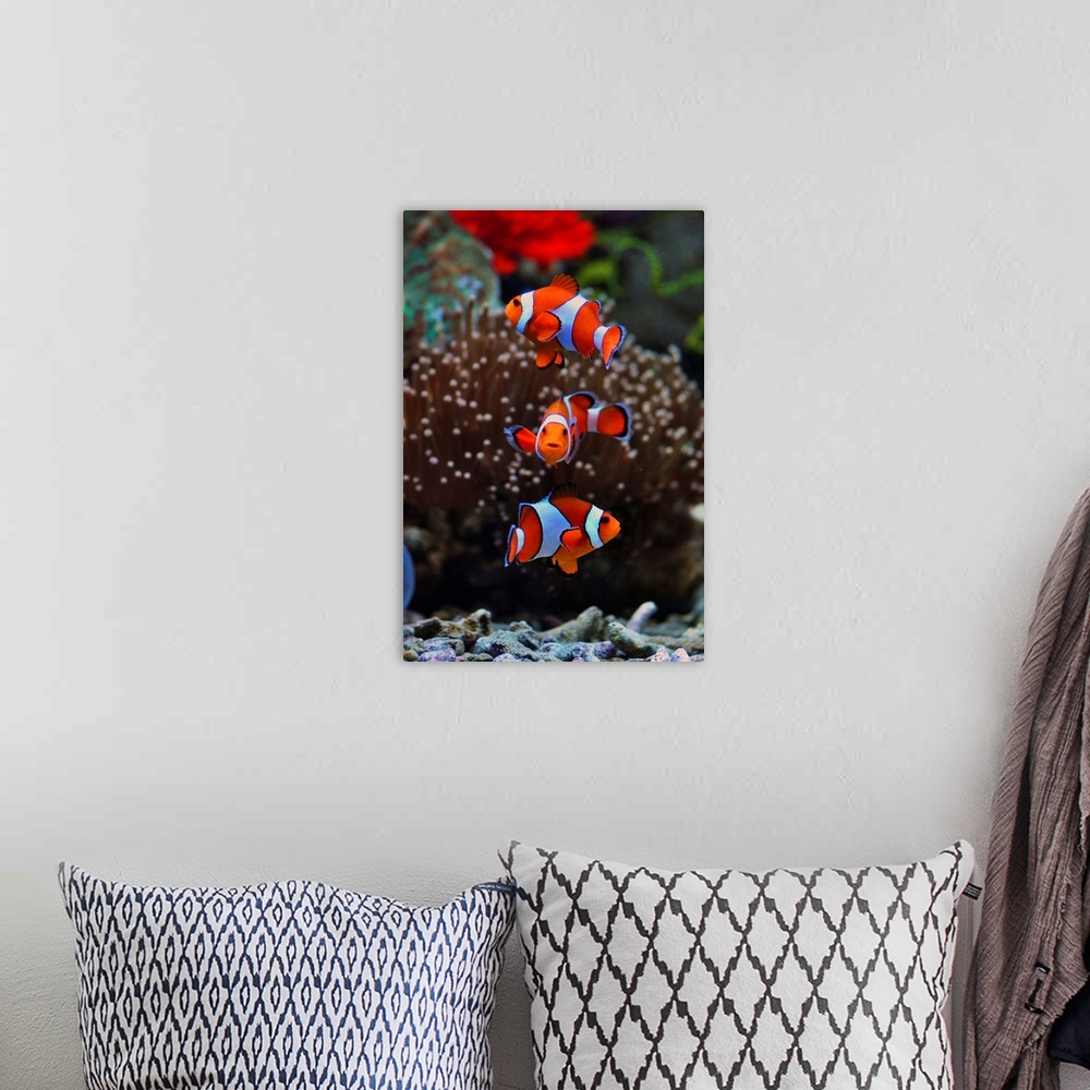 A bohemian room featuring Three orange and white striped Clownfish swimming near anemone.