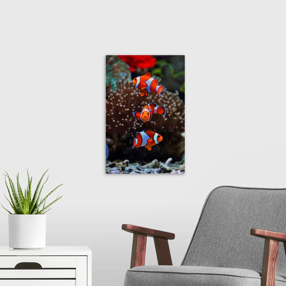 A modern room featuring Three orange and white striped Clownfish swimming near anemone.