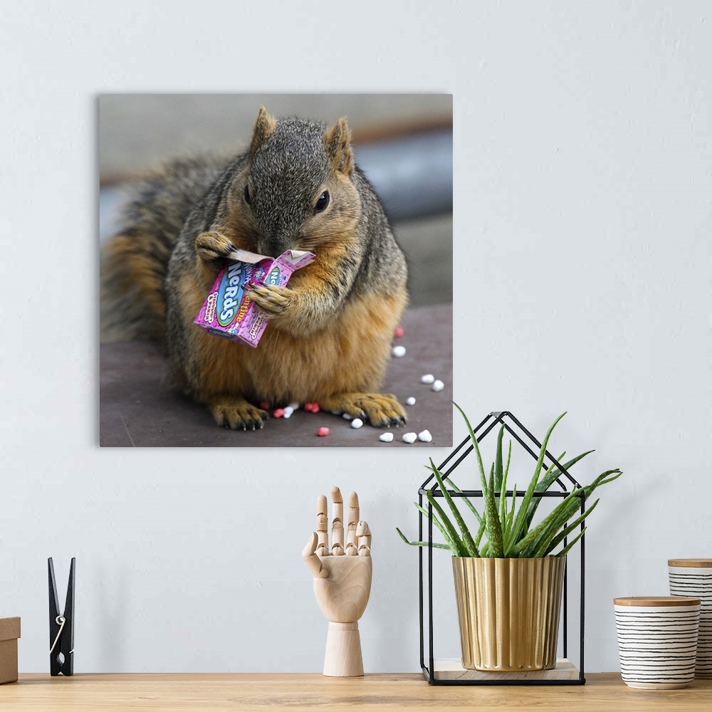A bohemian room featuring A fat squirrel devours a small box of 'Nerds' candy.