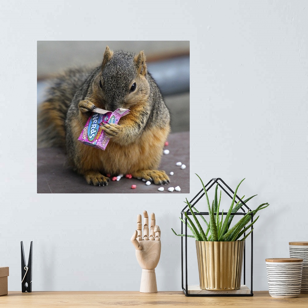 A bohemian room featuring A fat squirrel devours a small box of 'Nerds' candy.