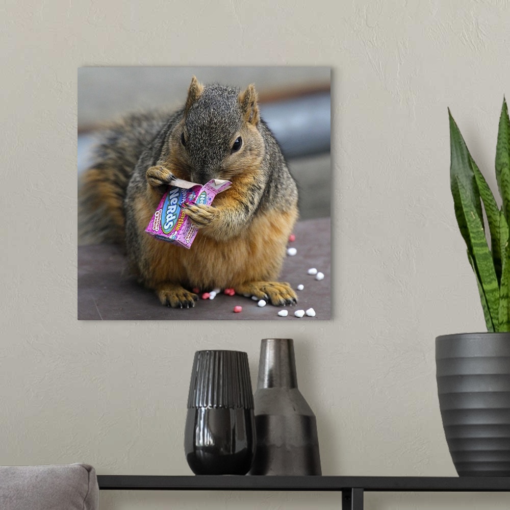 A modern room featuring A fat squirrel devours a small box of 'Nerds' candy.