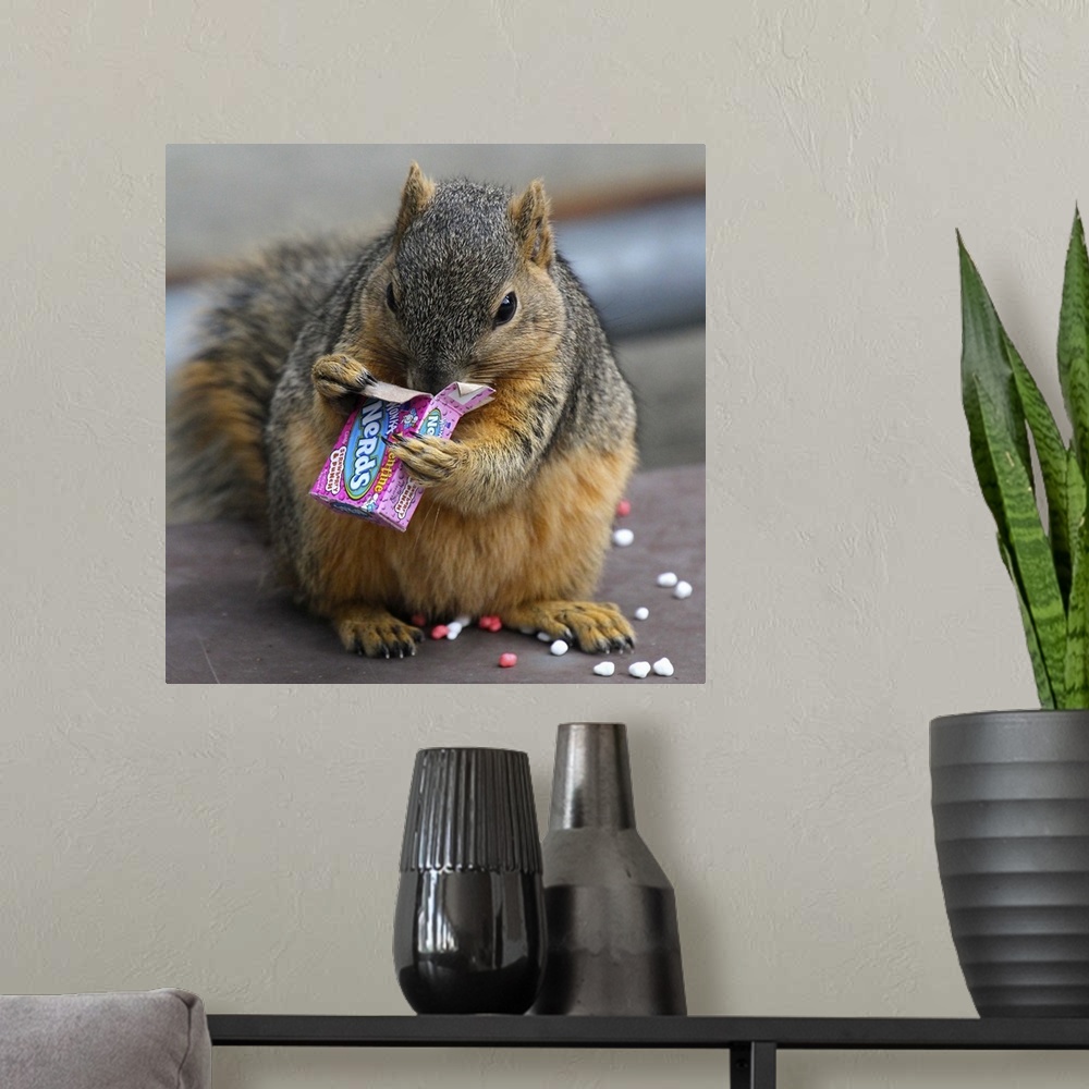 A modern room featuring A fat squirrel devours a small box of 'Nerds' candy.