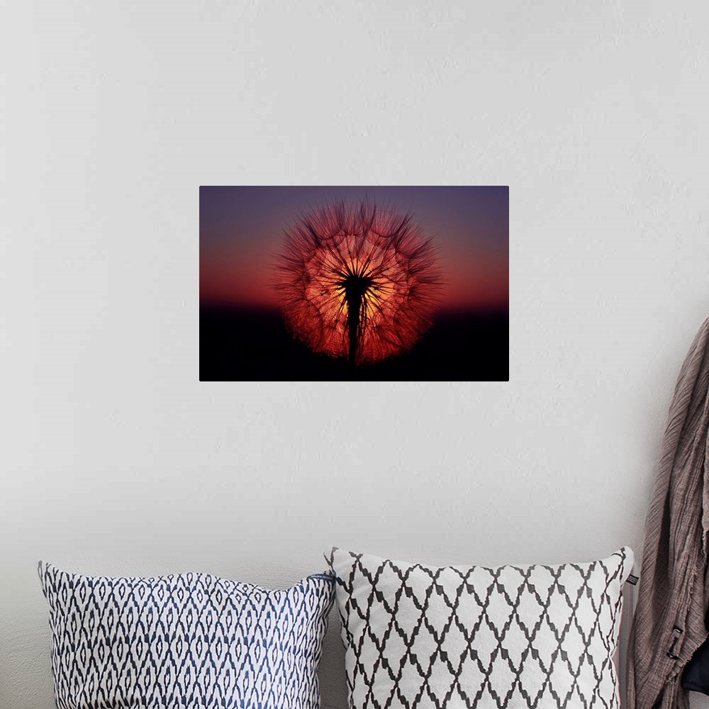 A bohemian room featuring Silhouetted dandelion seeds against the sun.