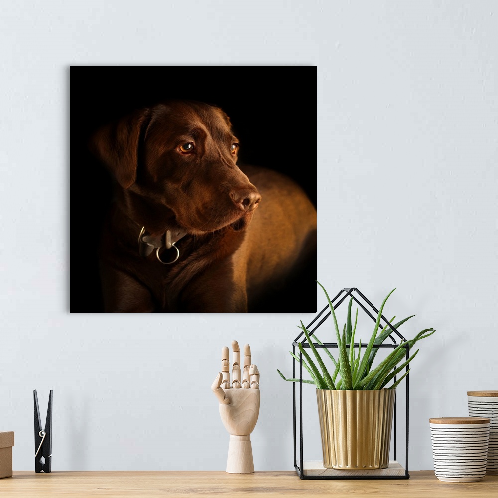 A bohemian room featuring Three year old Chocolate Labrador dog.