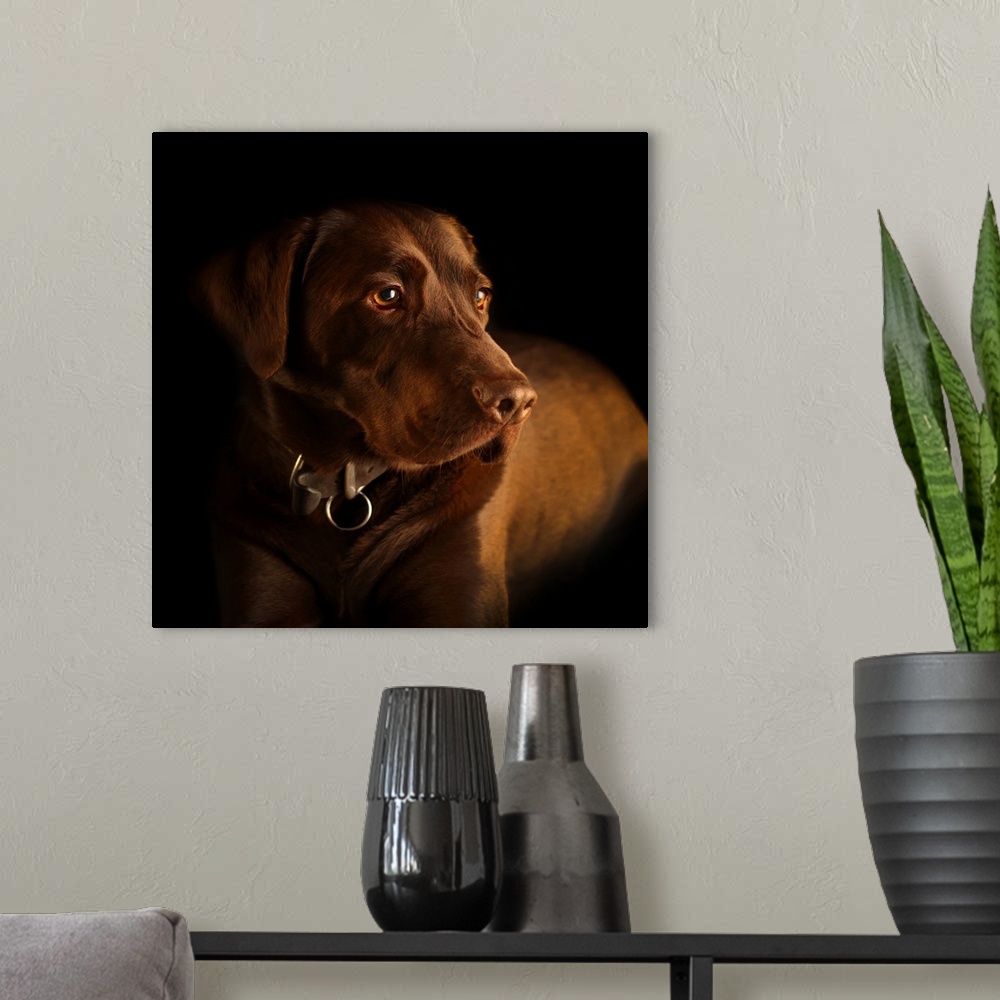 A modern room featuring Three year old Chocolate Labrador dog.
