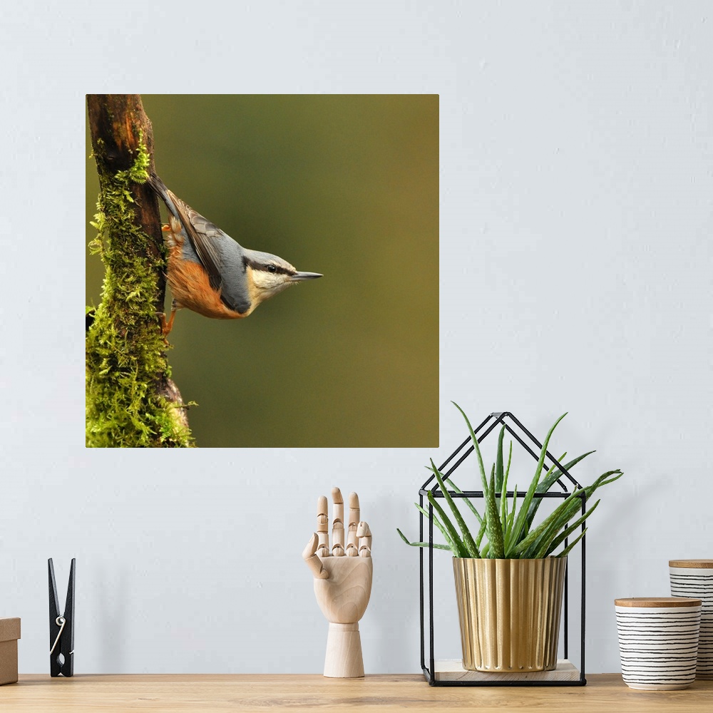 A bohemian room featuring Nuthatch