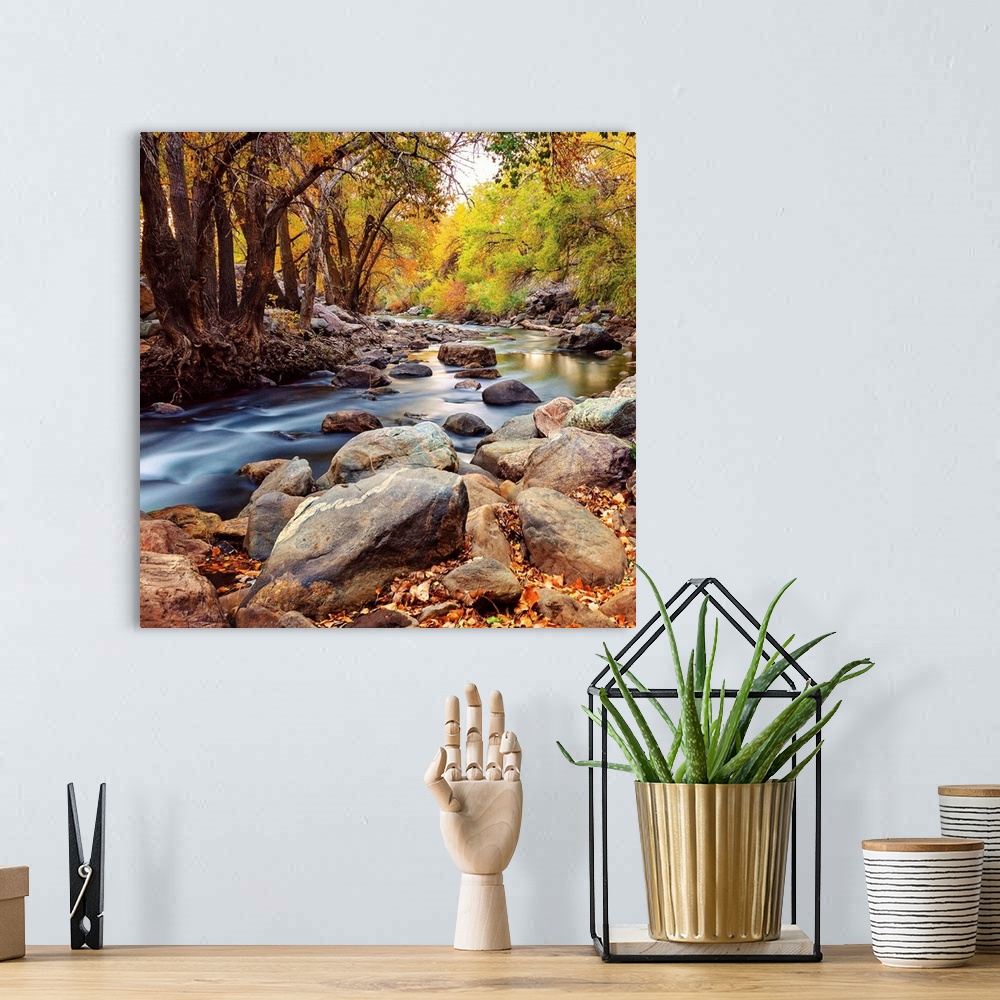 A bohemian room featuring A rocky riverbed in a forest in Autumn, Utah.