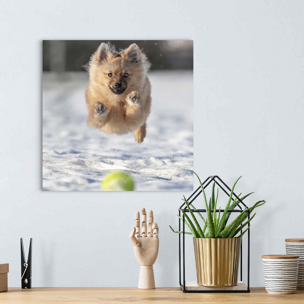 A bohemian room featuring A dog leaps through the snow after a tennis ball.
