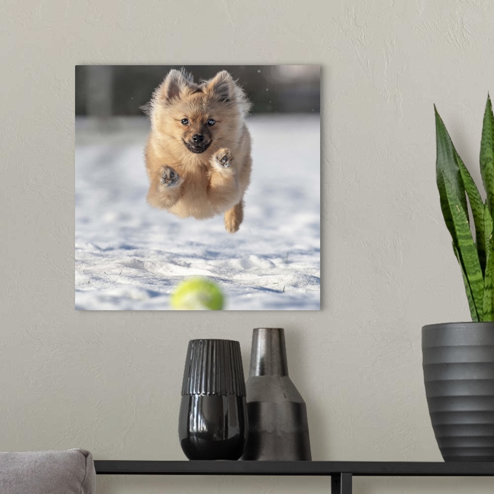 A modern room featuring A dog leaps through the snow after a tennis ball.
