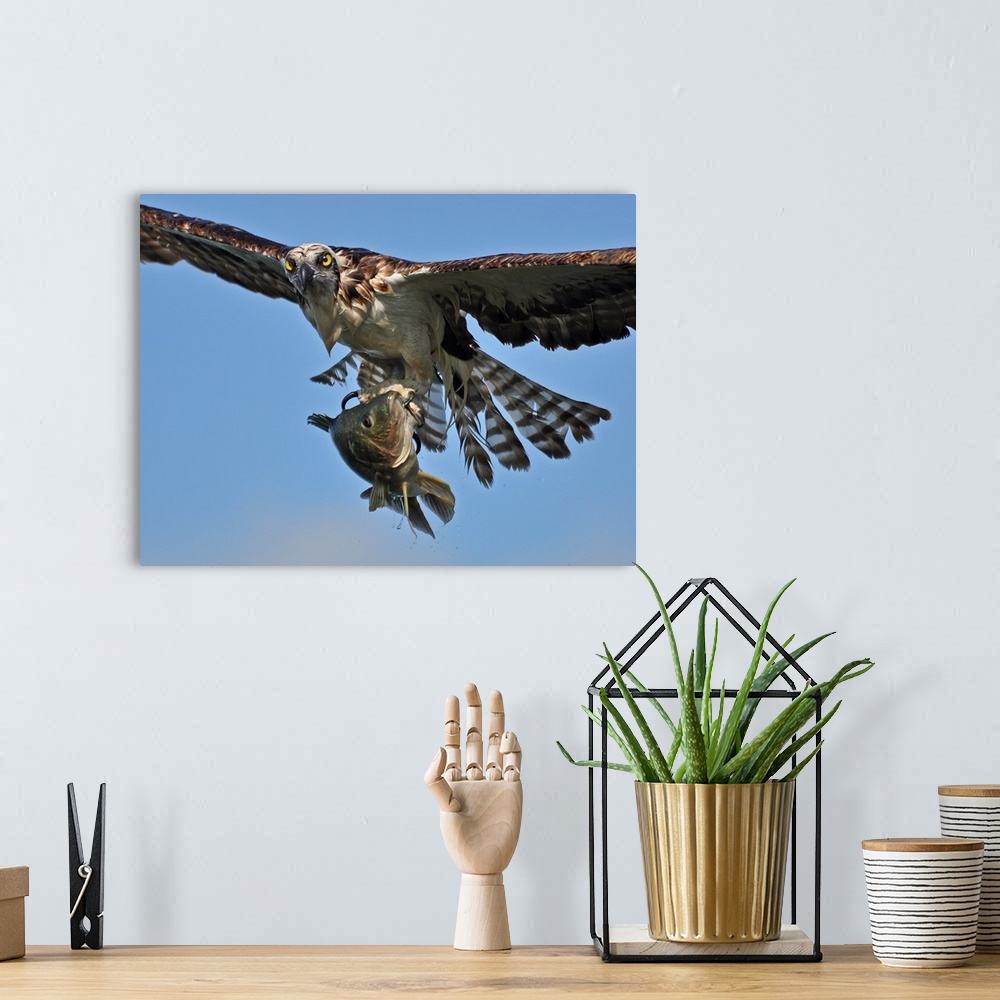 A bohemian room featuring An osprey in flight with a freshly caught fish in its talons.