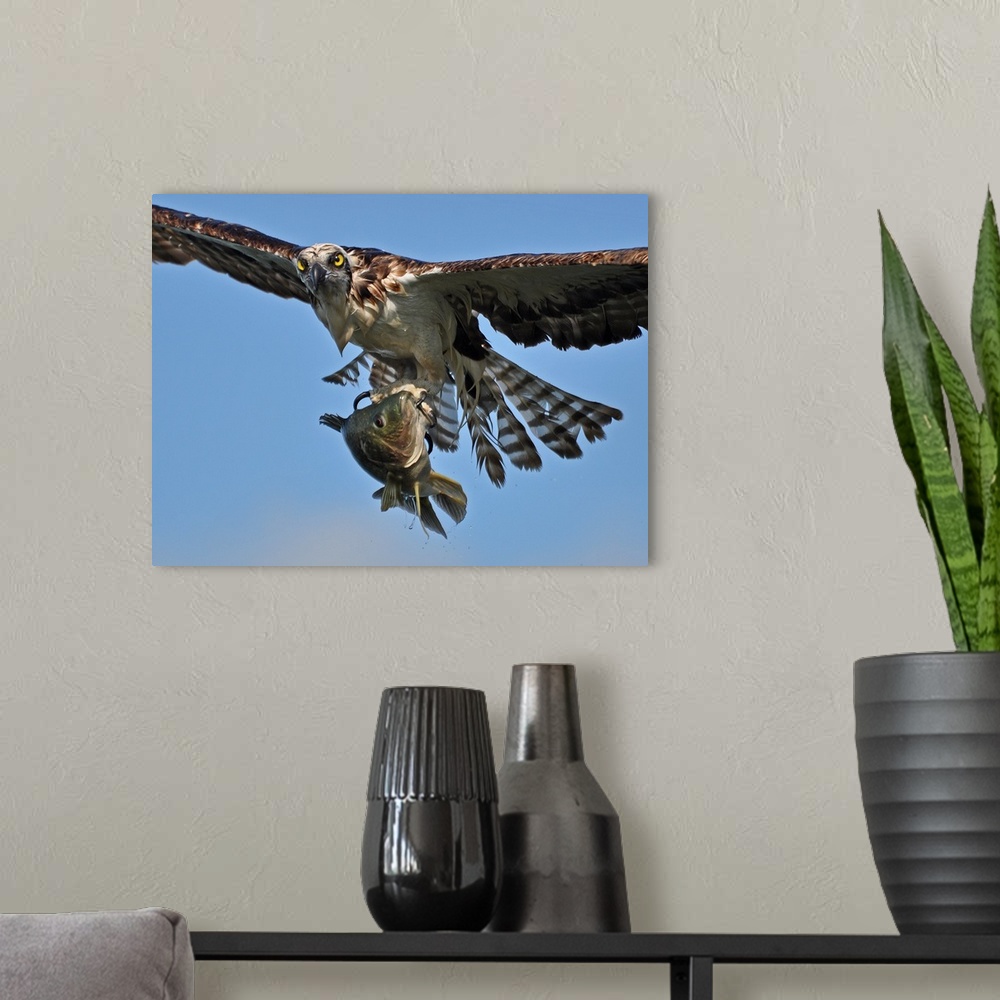 A modern room featuring An osprey in flight with a freshly caught fish in its talons.