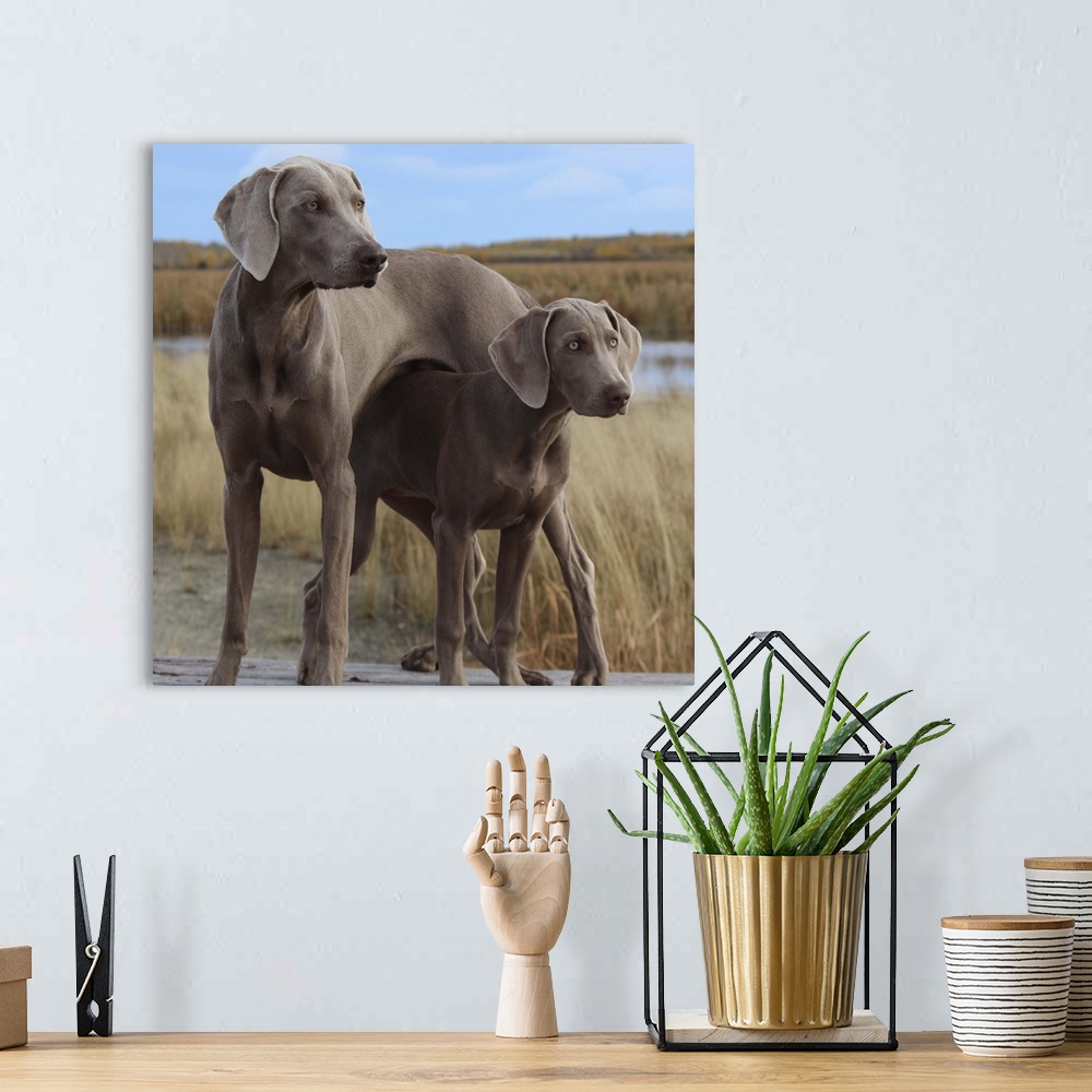 A bohemian room featuring Large and small Weimaraner dogs in a cute pose.