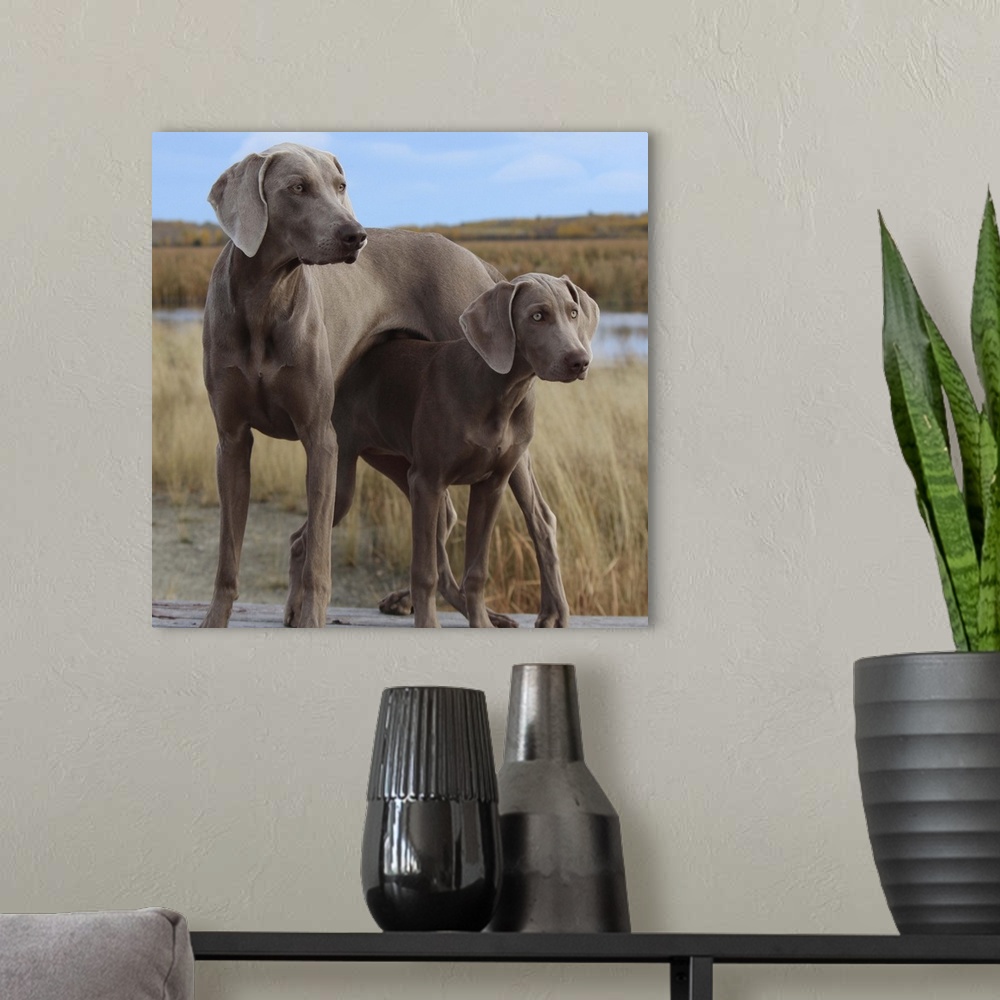 A modern room featuring Large and small Weimaraner dogs in a cute pose.