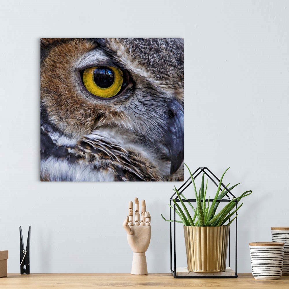 A bohemian room featuring Close up of a Great Horned Owl's eye.
